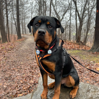 Grown Ohio Rottweilers dog on an autumn trail