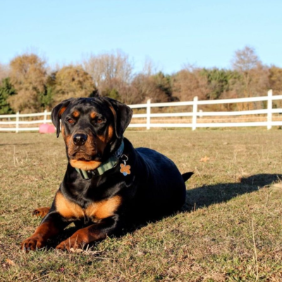 Grown Ohio Rottweilers dog resting in a fenced Ohio pasture