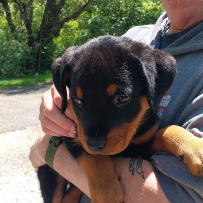 Happy family taking home their Ohio Rottweilers puppy