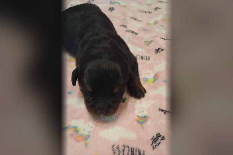 Female Rottweiler puppy 1 born October 11, 2026 at Ohio Rottweilers, available