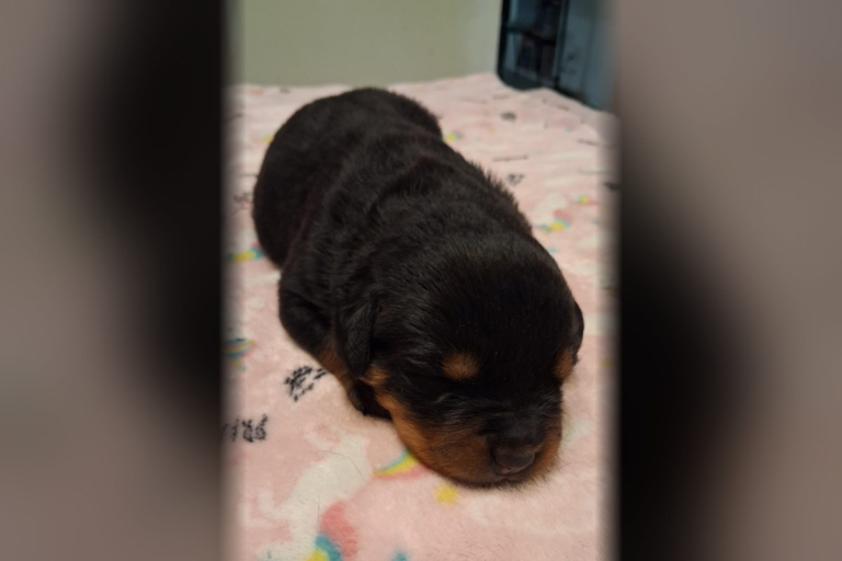 Female Rottweiler puppy 2 born October 11, 2026 at Ohio Rottweilers, available