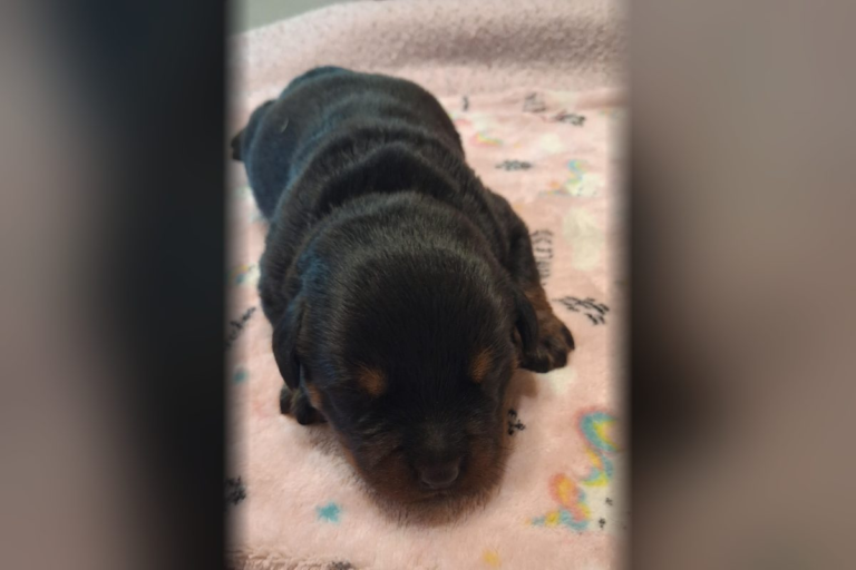 Female Rottweiler puppy 3 born October 11, 2026 at Ohio Rottweilers, available
