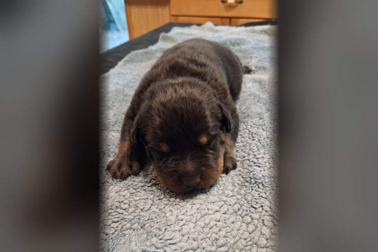 Male Rottweiler puppy born October 11, 2026 at Ohio Rottweilers, sold